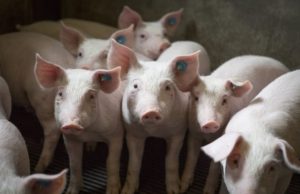 Pesta porcină confirmată în peste 10 localități din Dolj