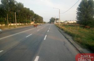 Trei cai frumoși, singuri pe străzi în drum spre Capitala Tineretului