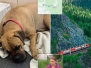 O cățelușă a mers 200 de kilometri pentru a se întoarce la stăpâna ei, care a părăsit-o. Femeia o trimisese cu trenul, înapoi la canisa la care s-a născut.