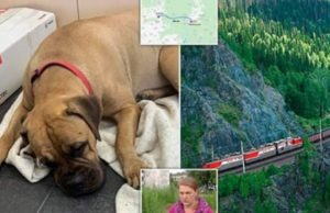 O cățelușă a mers 200 de kilometri pentru a se întoarce la stăpâna ei, care a părăsit-o. Femeia o trimisese cu trenul, înapoi la canisa la care s-a născut.