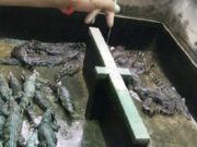 Fetiţă de doi ani, mâncată de vie de crocodilii crescuţi de tatăl ei în spatele casei