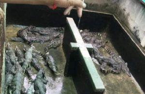 Fetiţă de doi ani, mâncată de vie de crocodilii crescuţi de tatăl ei în spatele casei