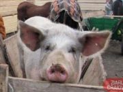 Situație alarmantă în Dolj! Pesta porcină a fost confirmată în alte două localități. Reprezentanții Prefecturii se reunesc maine pentru a hotărâ ce măsuri dispun