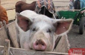 Situație alarmantă în Dolj! Pesta porcină a fost confirmată în alte două localități. Reprezentanții Prefecturii se reunesc maine pentru a hotărâ ce măsuri dispun