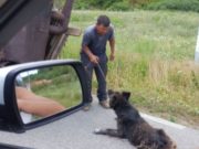 1.500 de oameni au redistribuit degeaba postarea unei tinere care implora salvarea unui câine maltratat. „Ar fi fost nevoie de un singur om! N-a apărut“