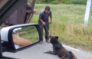 1.500 de oameni au redistribuit degeaba postarea unei tinere care implora salvarea unui câine maltratat. „Ar fi fost nevoie de un singur om! N-a apărut“