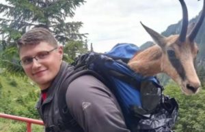 Salvare inedită. Capră neagră cu piciorul rupt, dusă la medic în rucsac