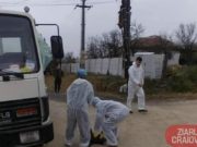 Pesta porcină creează panică în Dolj. 3000 de porci omorâți, localnici speriați