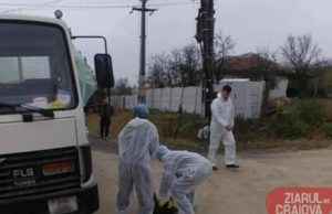 Pesta porcină creează panică în Dolj. 3000 de porci omorâți, localnici speriați