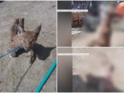 Un pui de râs a fost chinuit şi ucis fără milă de câţiva tineri, la Braşov