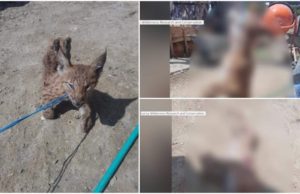 Un pui de râs a fost chinuit şi ucis fără milă de câţiva tineri, la Braşov