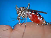 Virusul West Nile face noi victime în România. Medicii fac recomandări importante