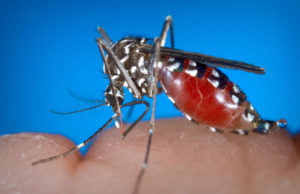 Virusul West Nile face noi victime în România. Medicii fac recomandări importante