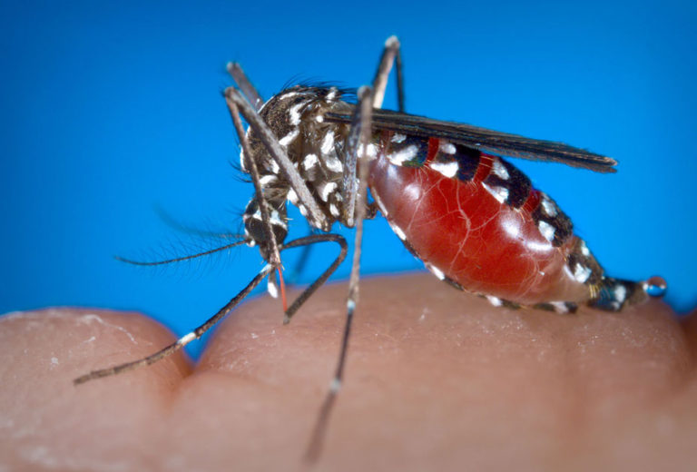 Virusul West Nile face noi victime în România. Medicii fac recomandări importante