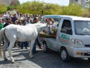 Un cal s-a apropiat de sicriul stăpânului său pentru a-şi lua rămas-bun