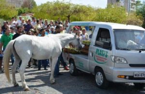 Un cal s-a apropiat de sicriul stăpânului său pentru a-şi lua rămas-bun