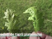 Invazie de tigrii platanului în aproape toată ţara