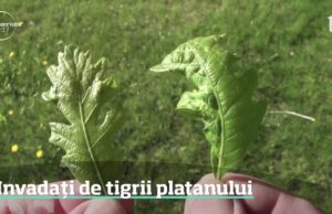 Invazie de tigrii platanului în aproape toată ţara