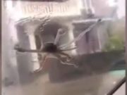 VIDEO | Fenomen rar întâlnit în China. A început să plouă cu pui de caracatiţă