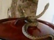 O femeie din Banat s-a trezit în casă cu o viperă care se plimba pe oalele de pe aragaz