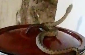 O femeie din Banat s-a trezit în casă cu o viperă care se plimba pe oalele de pe aragaz