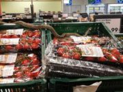 Şarpe găsit printre lăzile cu legume şi fructe dintr-un magazin din Sfântu Gheorghe