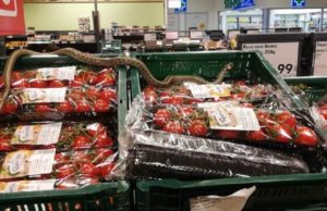 Şarpe găsit printre lăzile cu legume şi fructe dintr-un magazin din Sfântu Gheorghe