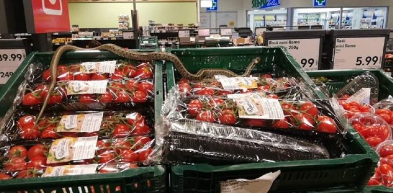 Şarpe găsit printre lăzile cu legume şi fructe dintr-un magazin din Sfântu Gheorghe