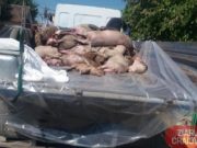 Imaginile deznădejdii la Ciupercenii Vechi în Dolj. Remorci pline cu porci morti