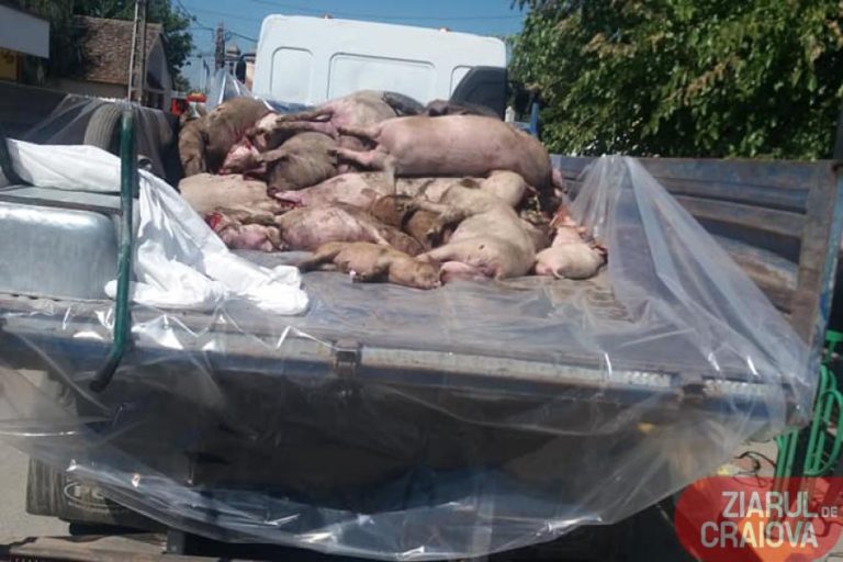 Pesta porcină africană se extinde în Dolj. O nouă suspiciune, la Țuglui