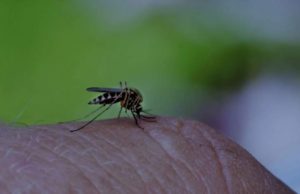 Virusul West Nile loveşte în România. Femeie internată în stare gravă