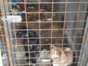 În București nici activitățile de recreere nu mai sunt ce-au fost: