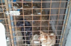 În București nici activitățile de recreere nu mai sunt ce-au fost: