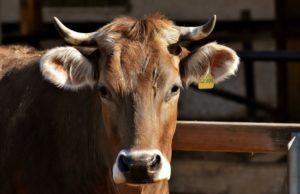 Șocant! Un bătrân, acuzat că a făcut sex cu o vacă: „Am văzut pe picioarele lui…”