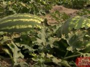 Un tânăr din Daneți este ultimul producător din județ care se poate lăuda cu lubenița de toamnă