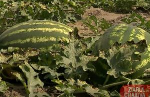 Un tânăr din Daneți este ultimul producător din județ care se poate lăuda cu lubenița de toamnă