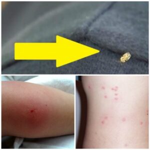 D26829E3-1B0D-47FA-8429-6370735BC13F