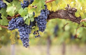 Dieta RAPIDĂ cu struguri. Veți SLĂBI jumătate de kilogram pe zi