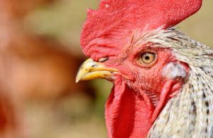 O femeie a murit, după ce cocoșul ei a atacat-o. Explicația experților