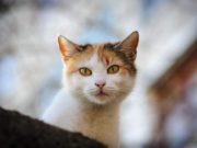 Zeci de pisici, găsite otrăvite în Suceava