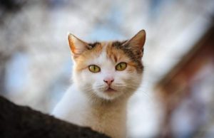 Zeci de pisici, găsite otrăvite în Suceava