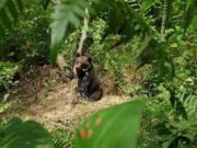 Mai mulţi localnici din Bozioru au prins un urs în laţ, l-au ucis şi tranşat