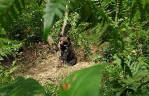 Mai mulţi localnici din Bozioru au prins un urs în laţ, l-au ucis şi tranşat