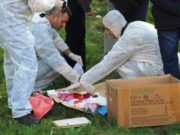 Crimă neobișnuită în Mehedinți: O femeie a fost găsită decedată, cu gâtul tăiat şi pe jumătate dezbrăcată