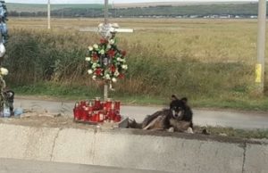 Un câine veghează locul unde şi-a pierdut viaţa un student la Medicină Veterinară din Iaşi