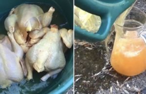 Pui vopsiţi galben pentru a fi vânduţi ca pui de ţară, într-o piaţă din Galaţi