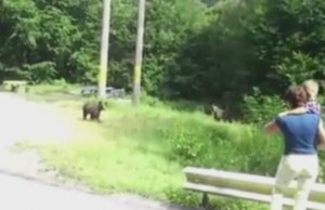 Fetiţă de 4 ani şi băieţel de 3 ani, atacaţi de urs, în oraşul Victoria. Mesaj RO-Alert, după atac