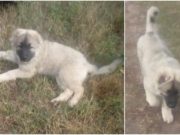 Un tânăr cere ajutor, după ce i-a fost furat căţeluşul, un pui de ciobănesc caucazian: „Ajutaţi-mă, îmi e dor de el”