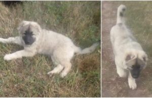 Un tânăr cere ajutor, după ce i-a fost furat căţeluşul, un pui de ciobănesc caucazian: „Ajutaţi-mă, îmi e dor de el”