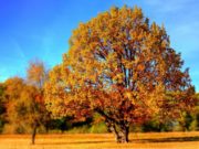 Cum va fi vremea în luna noiembrie. Anunțul meteorologilor